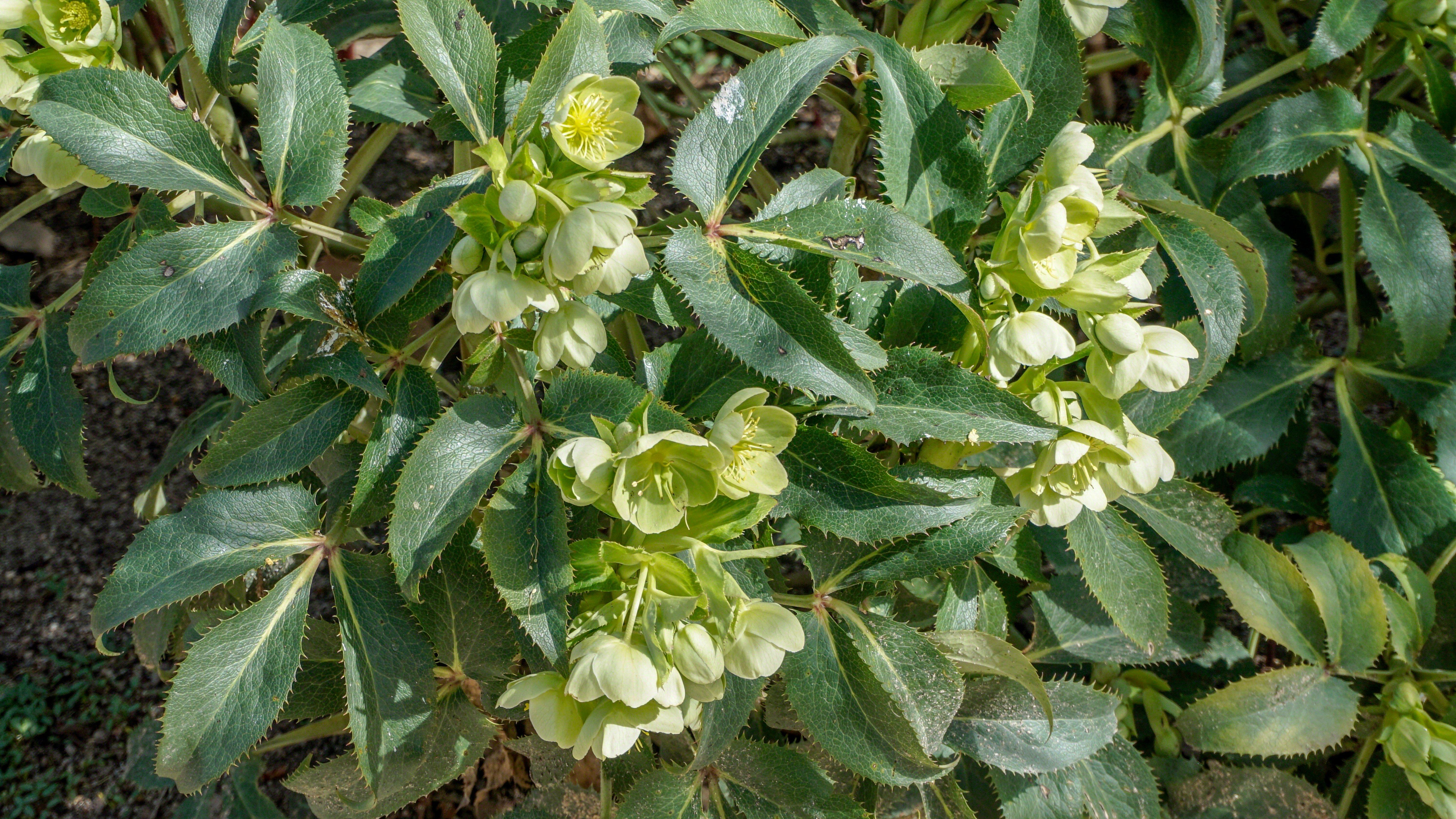 Trochetia-Toutoniana