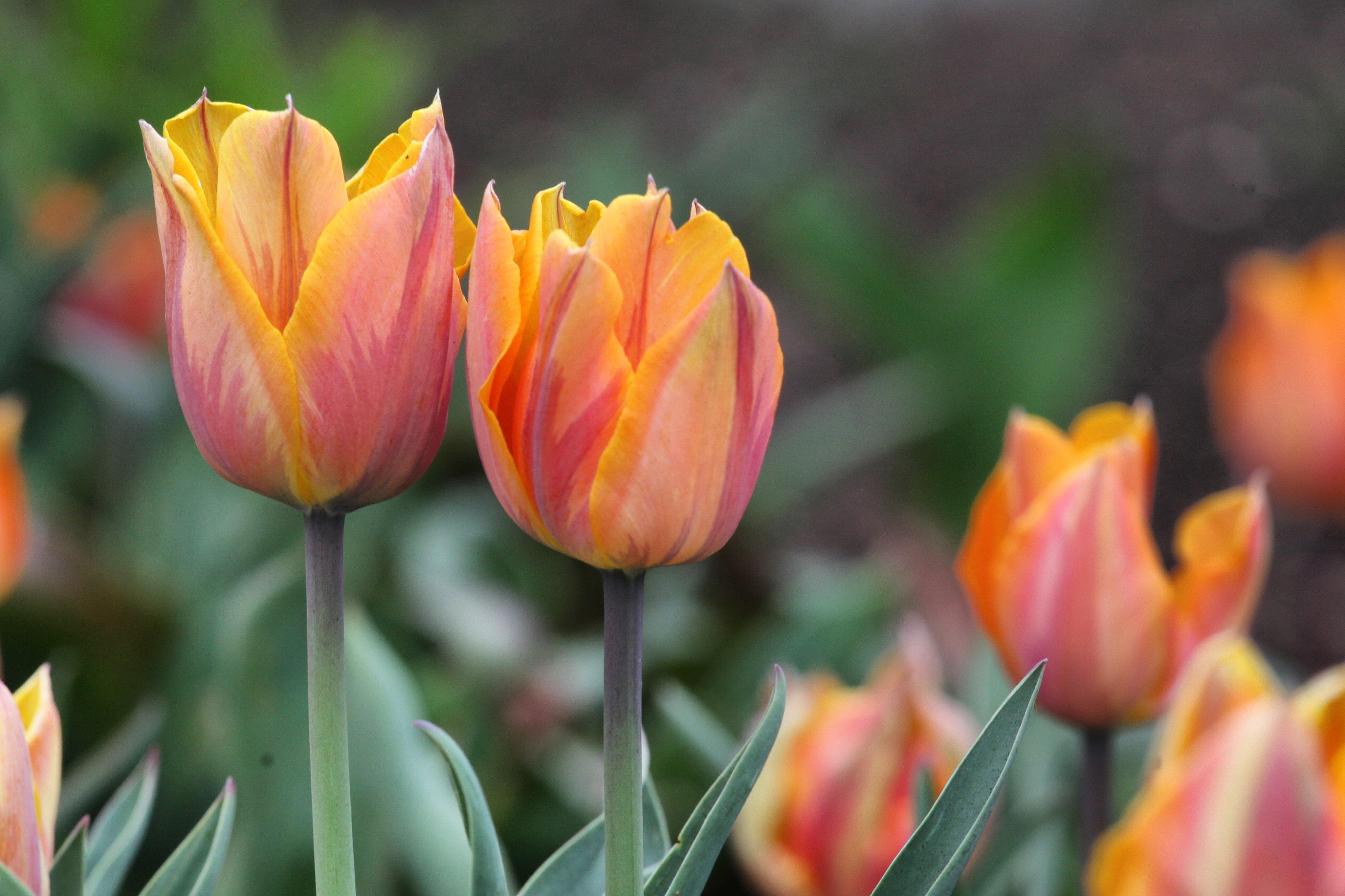 Tulips_1