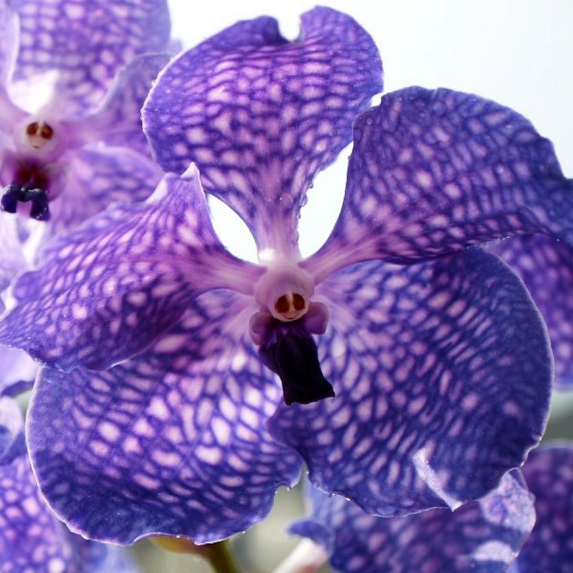 Vanda-orchid