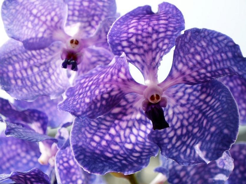 Vanda-orchid
