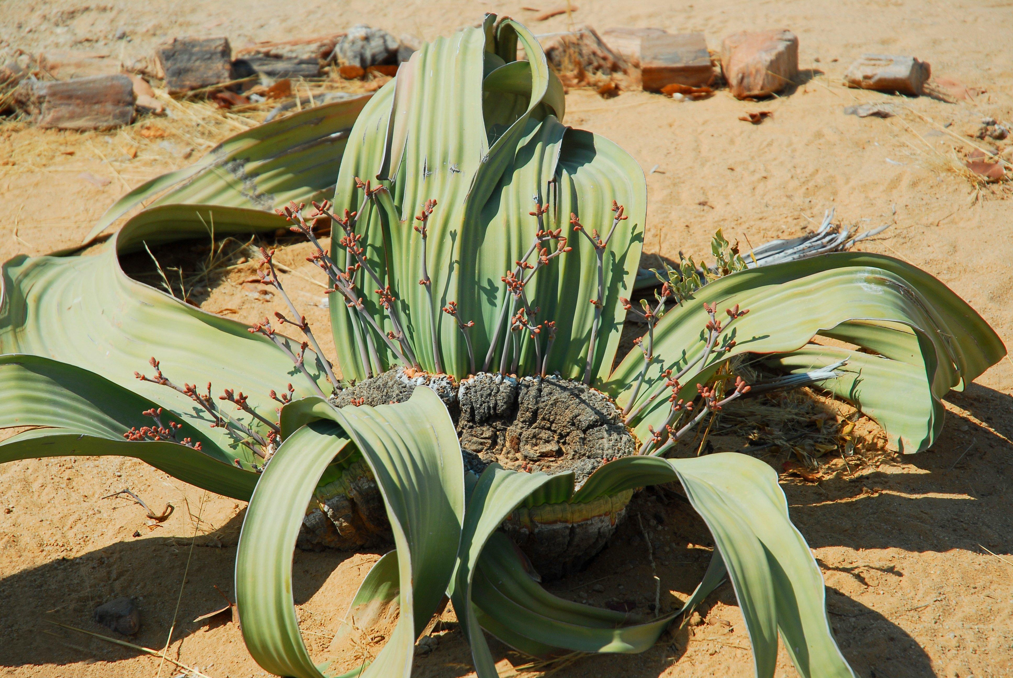 Welwitschia-Mirabilis