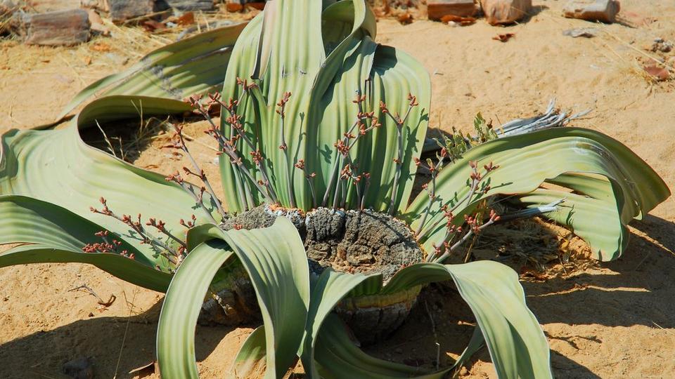 Welwitschia-Mirabilis