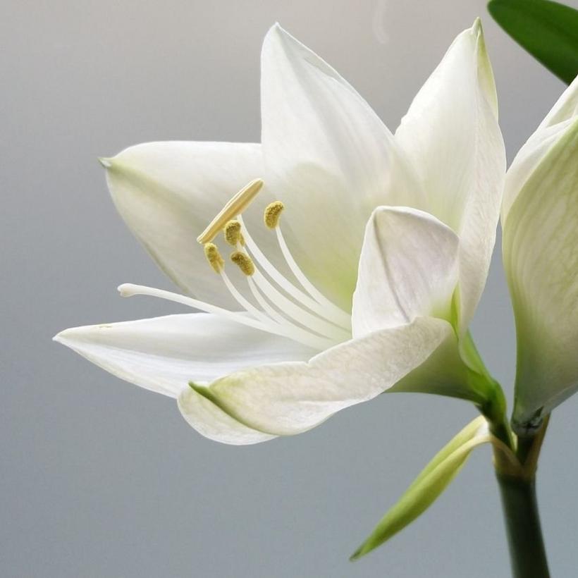 White amaryllis
