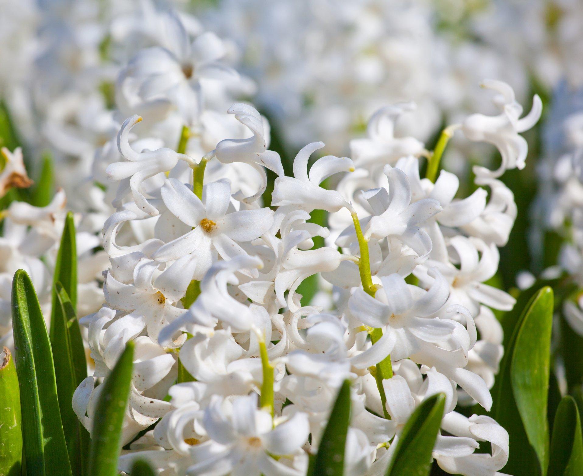 White-Hyacinths