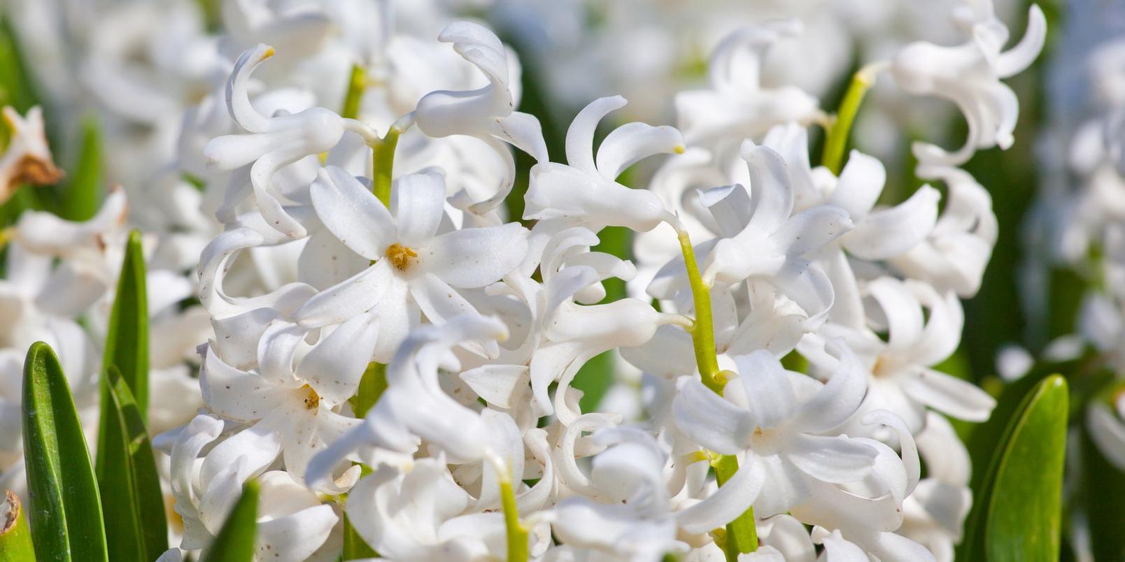 White-Hyacinths