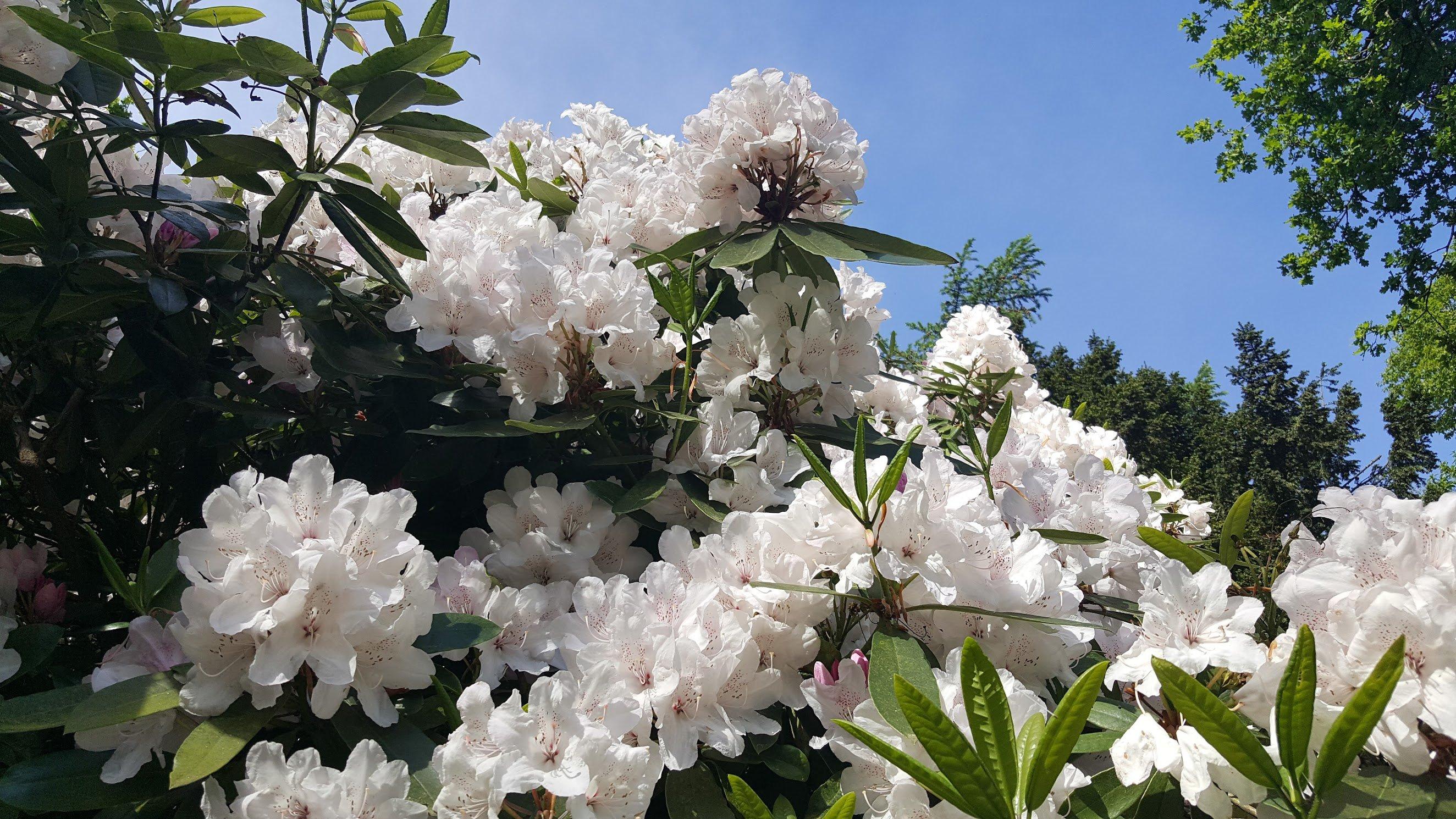 White_azalea_bush_in_the_sunshine