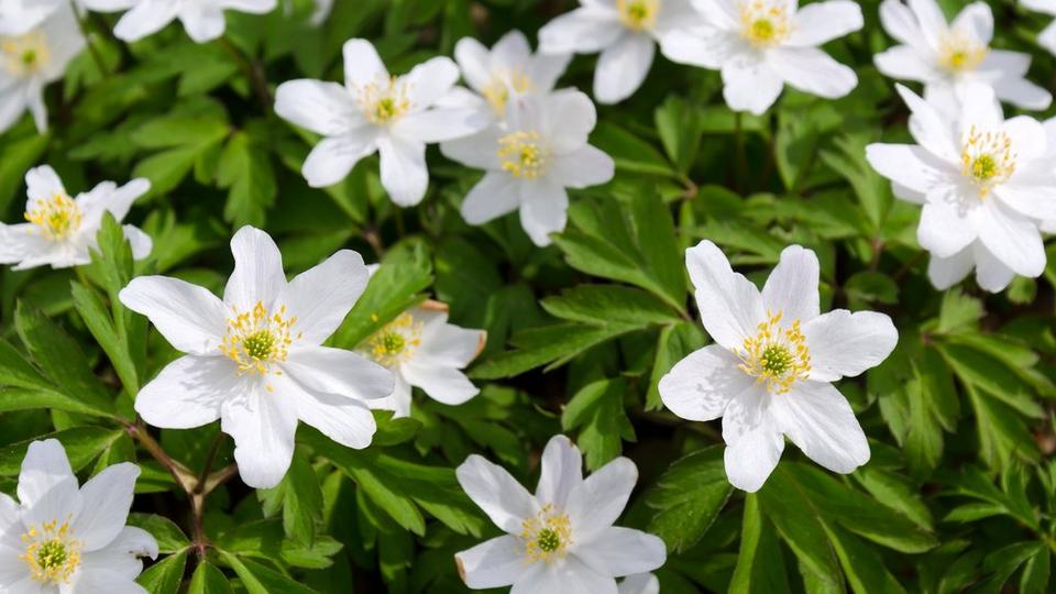 Wood Anemone