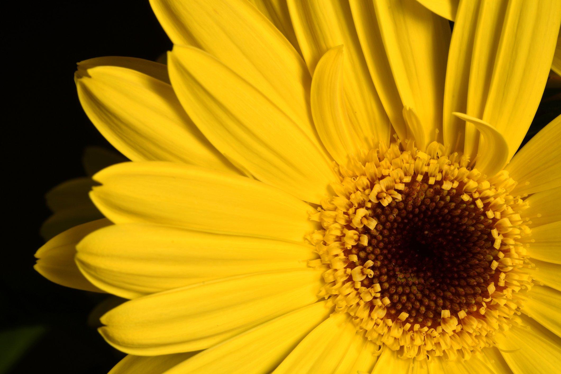 YELLOW-GERBERA