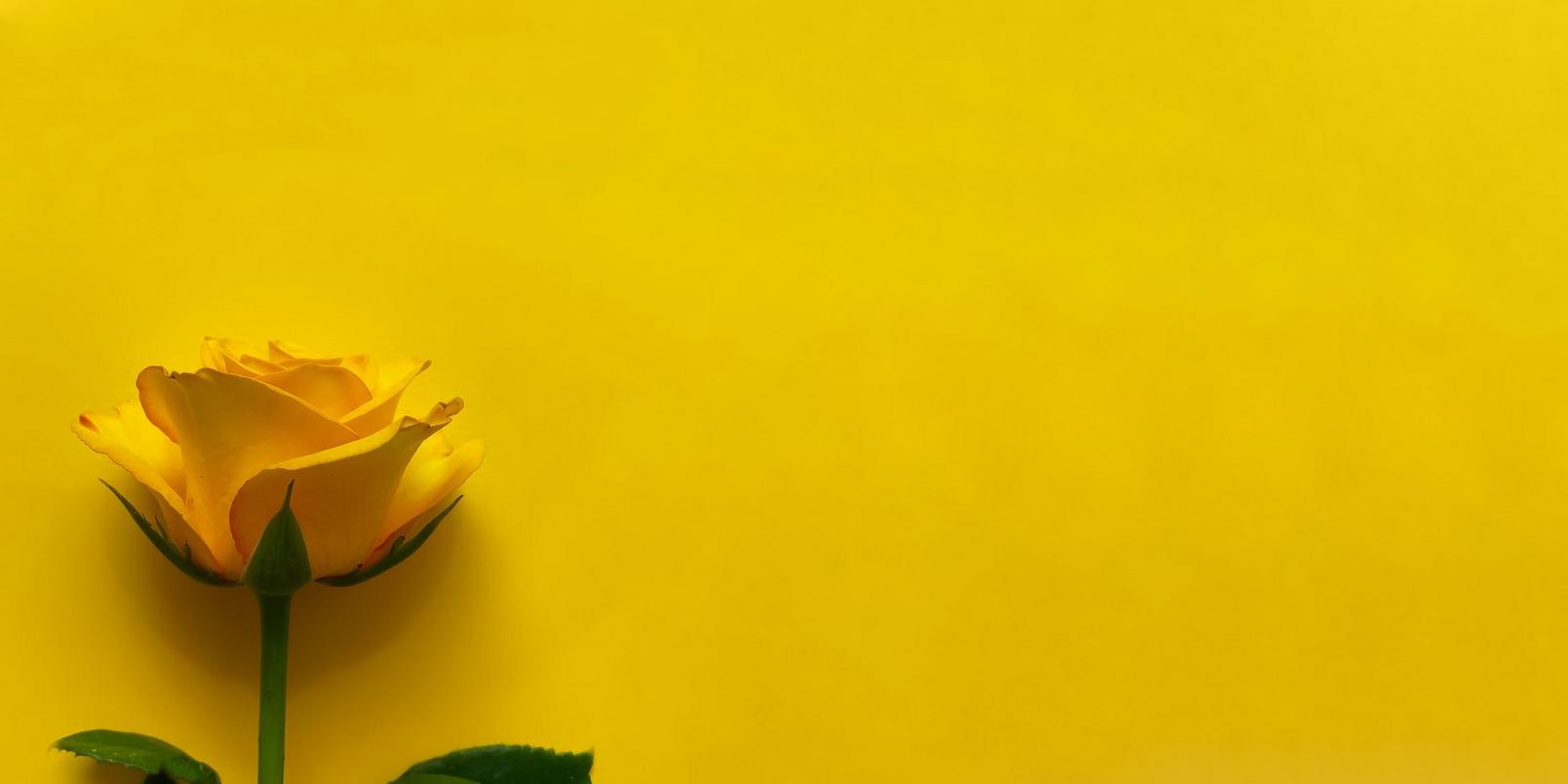 Yellow_rose_on_yellow_background