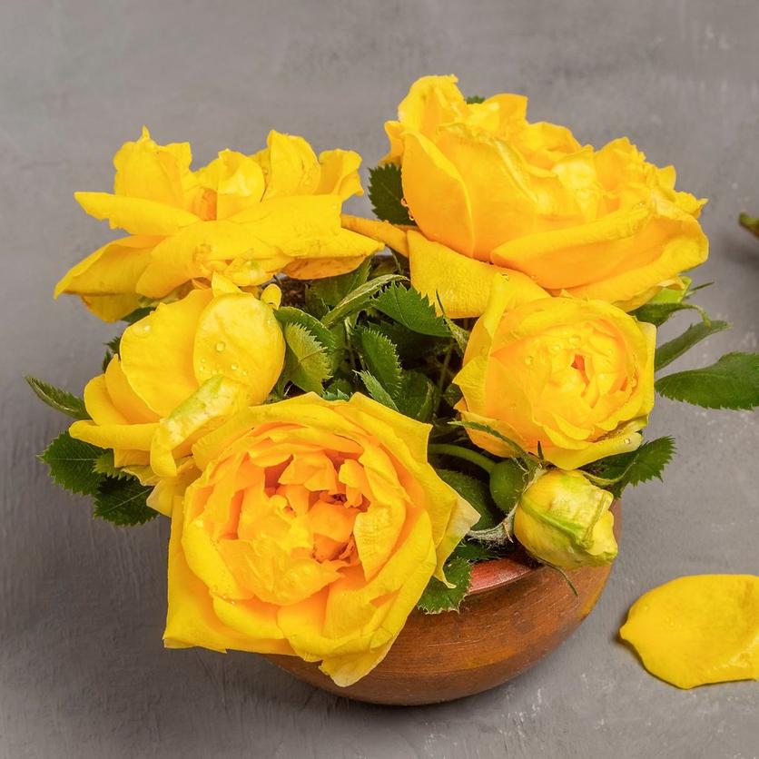 Yellow_roses_in_a_pot