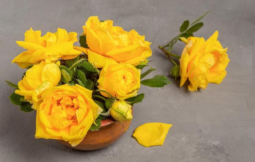 Yellow_roses_in_a_pot