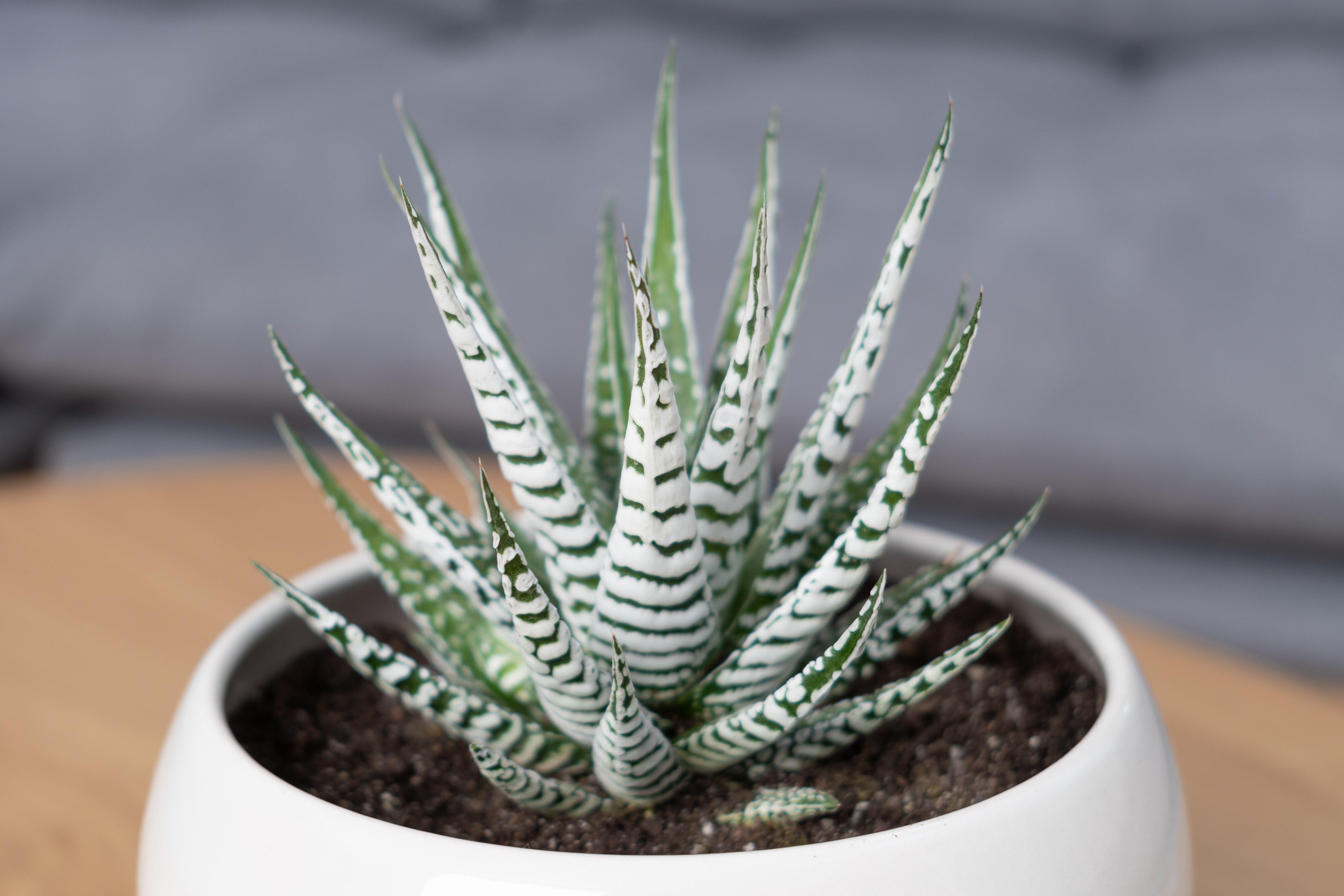 Zebra-Haworthia