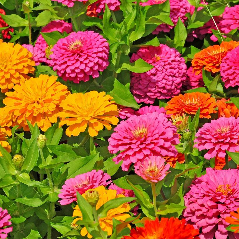 Zinnia