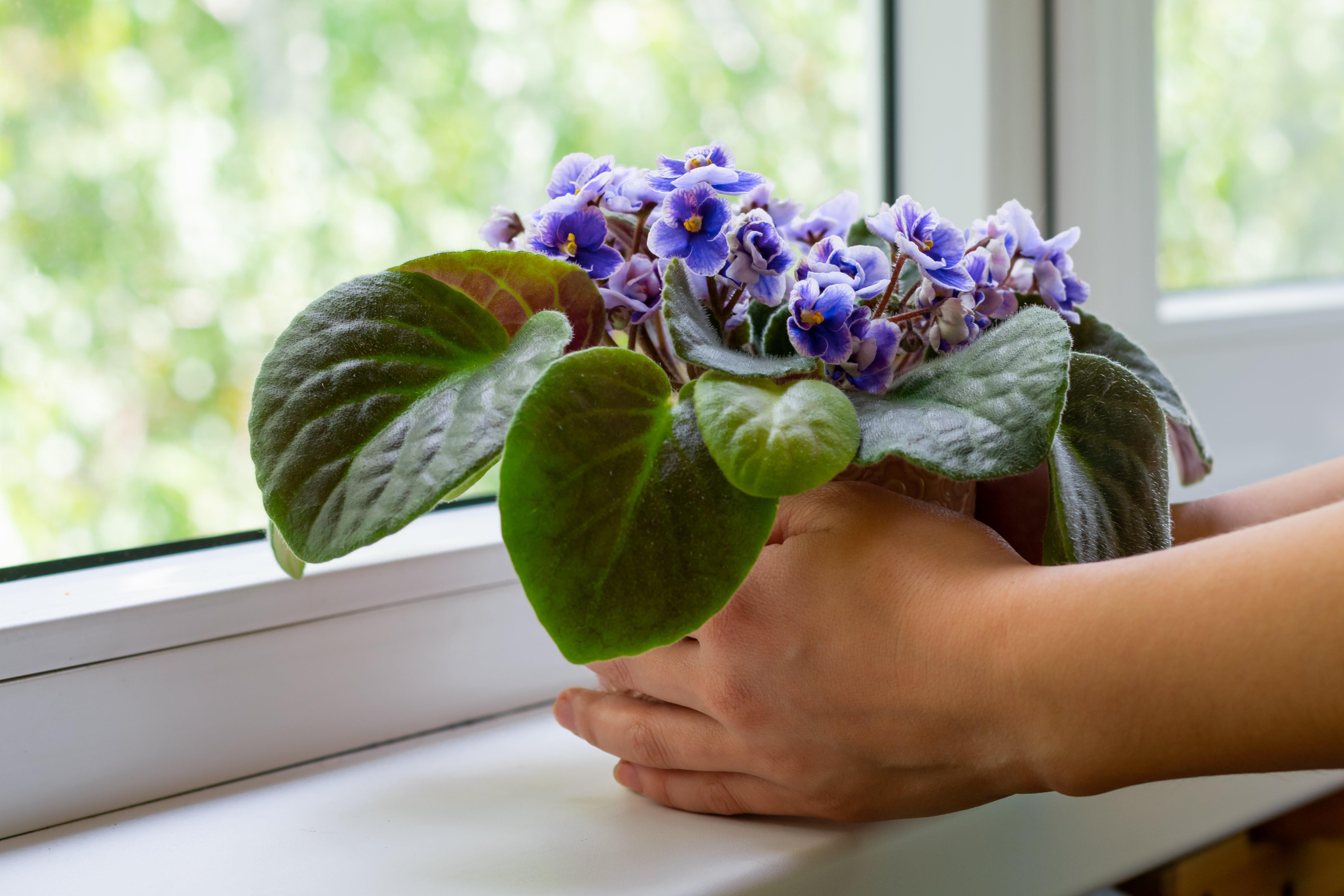 african-violet-2