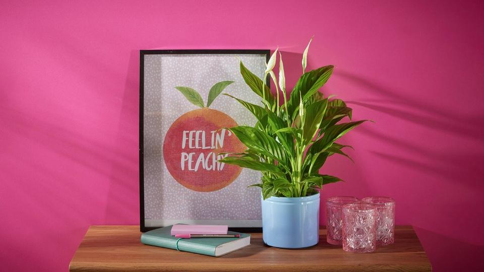 all-plants-header-ff