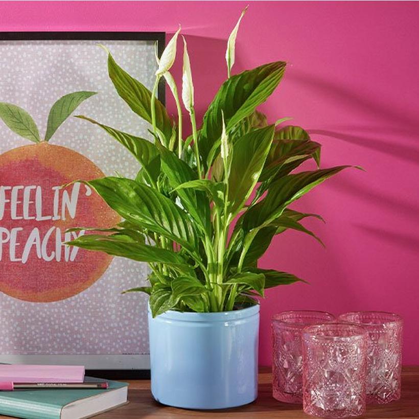 all-plants-hp