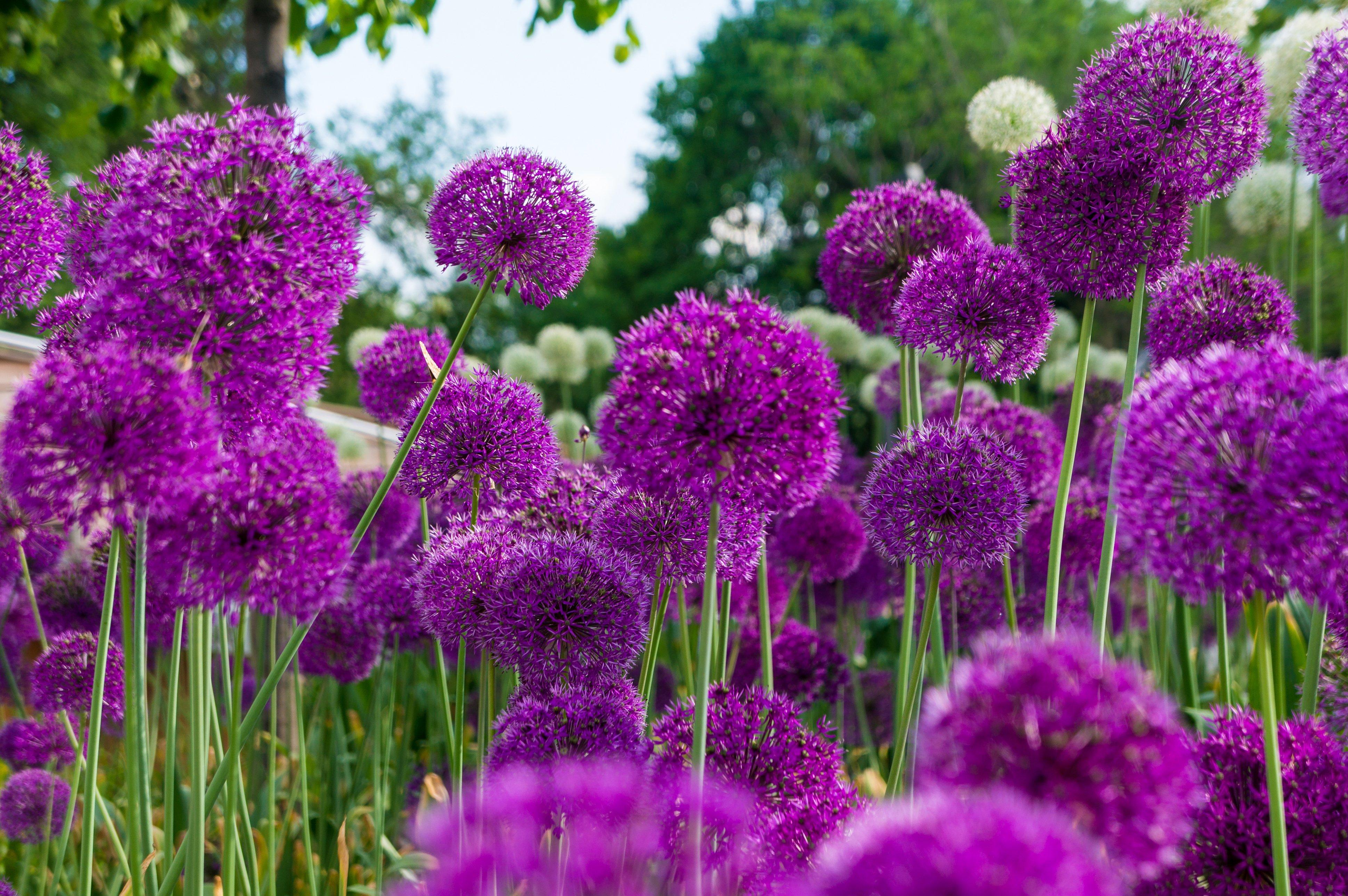 allium-purple-flowers