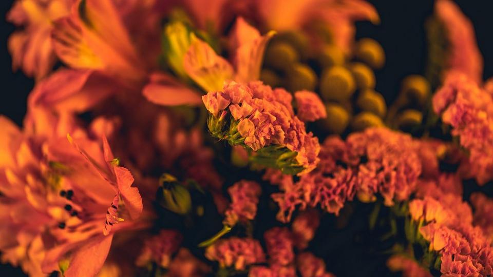 alstromeria-orange-king