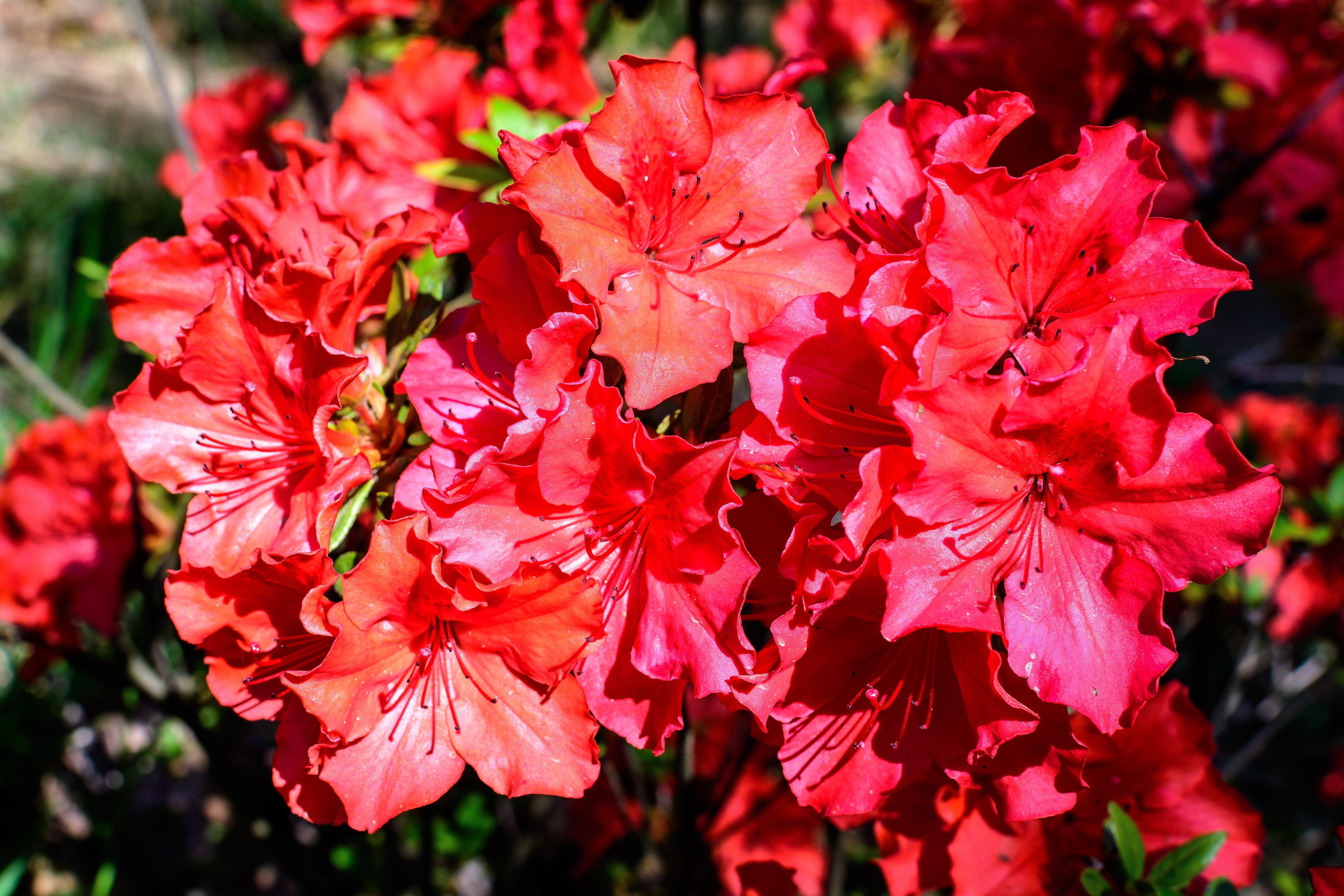 azalea-pink-orange-flowers