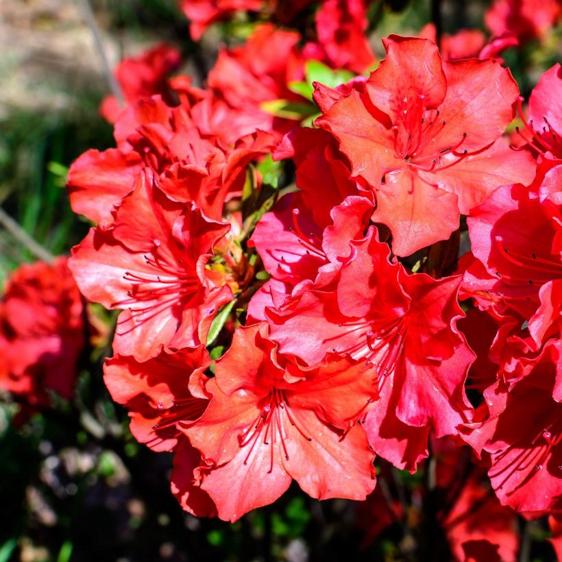 azalea-pink-orange-flowers