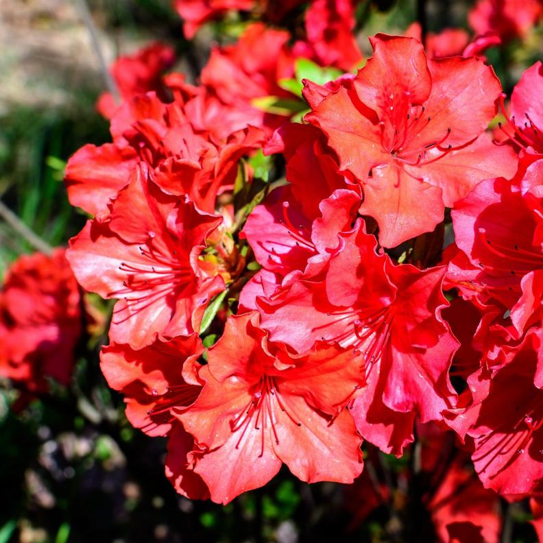 azalea-pink-orange-flowers