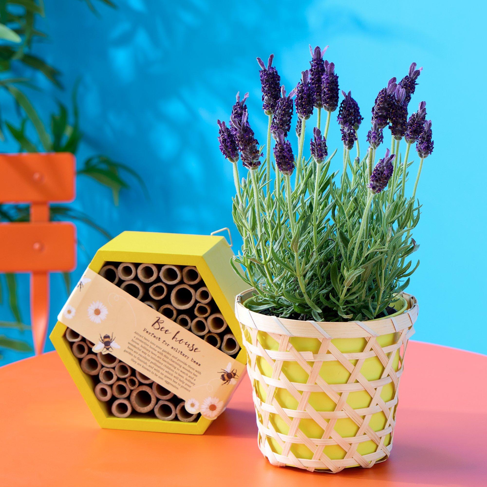 bee bundle 24