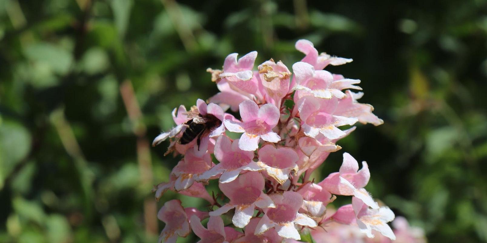 bee-on-abelia-flower