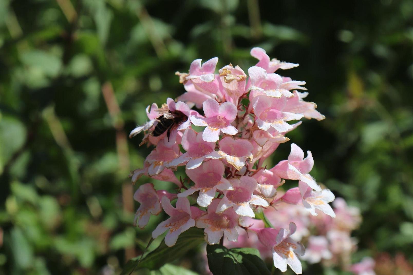 bee-on-abelia-flower