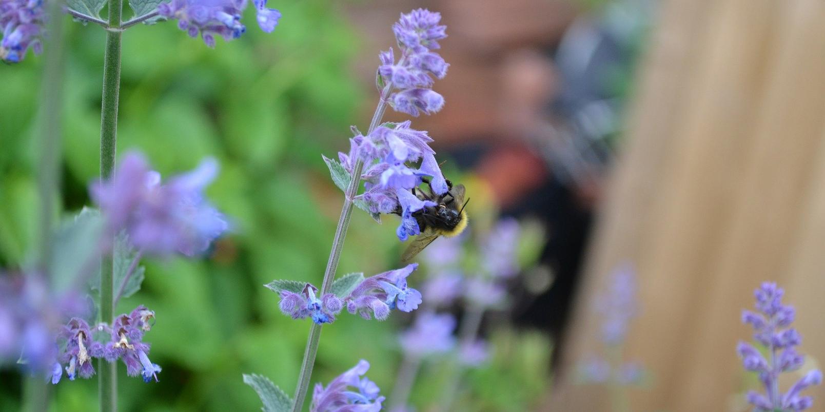 bee-on-catmint