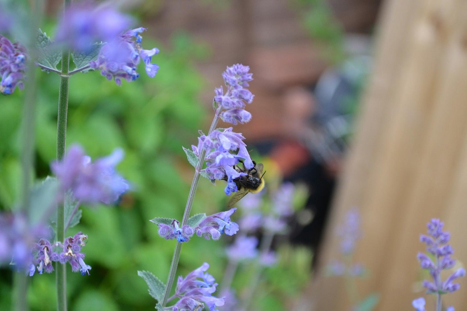 bee-on-catmint