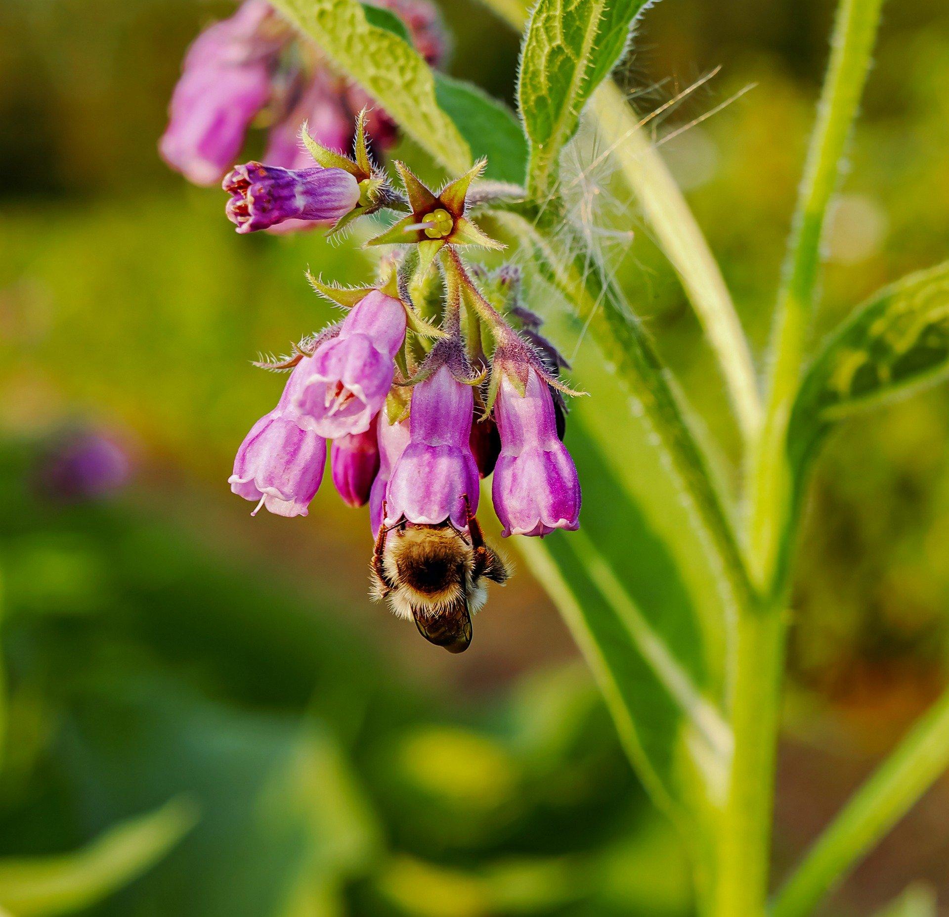 bee-on-comfrey