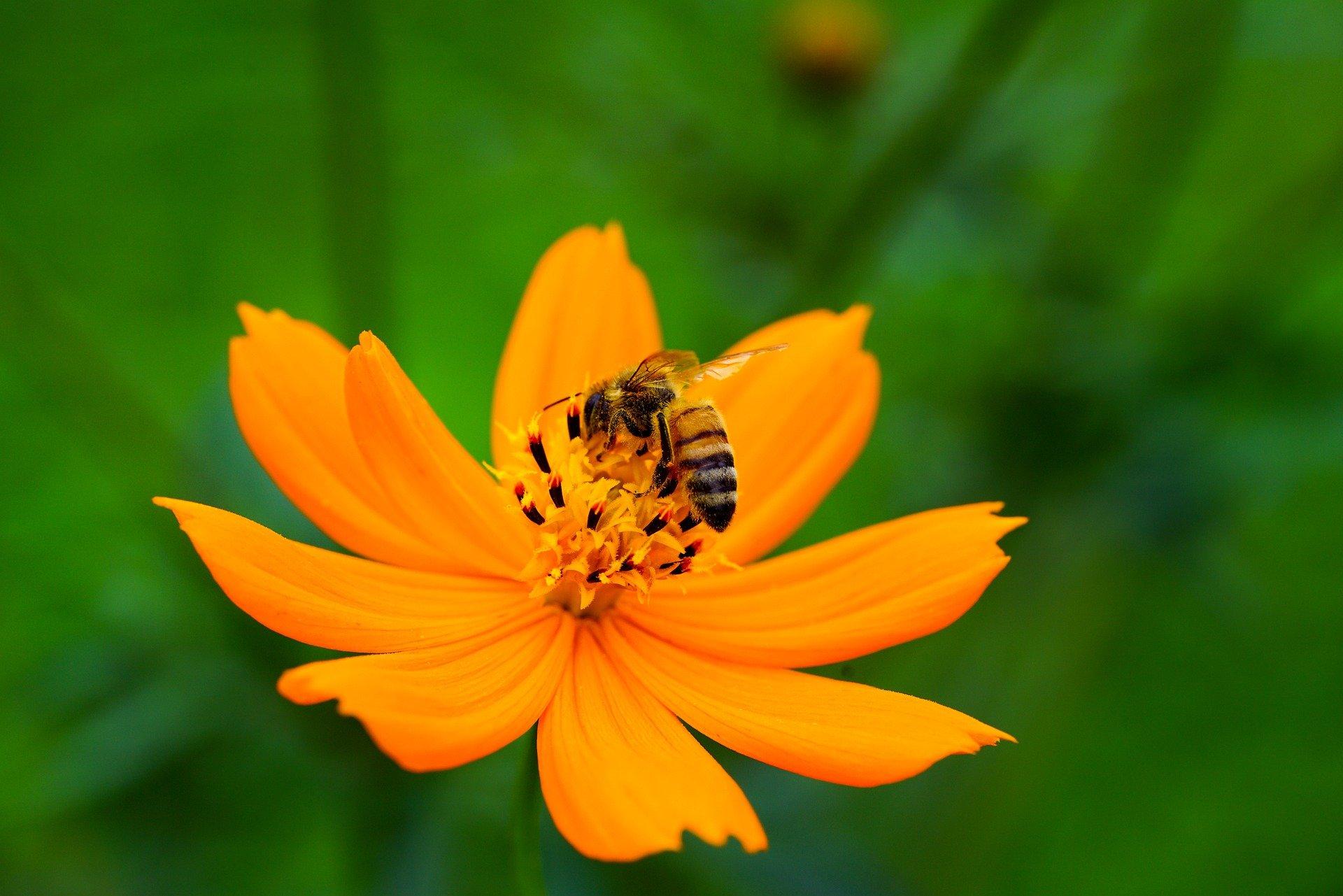 bee-on-cosmos