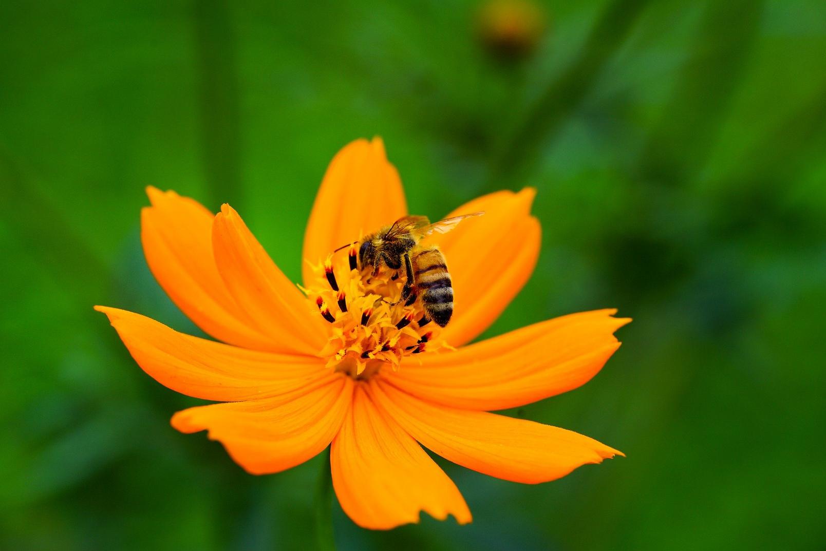 bee-on-cosmos