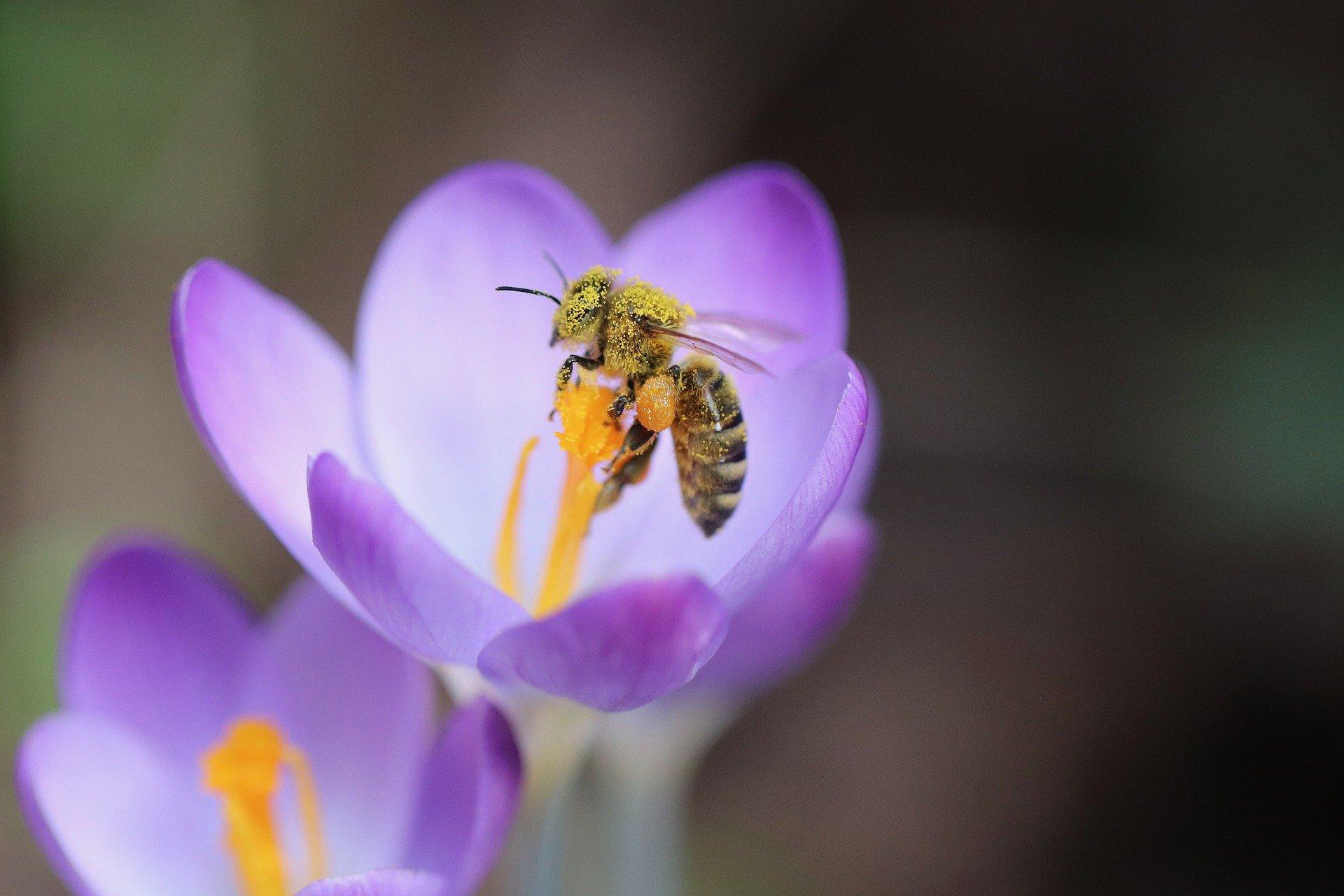 bee-on-crocus