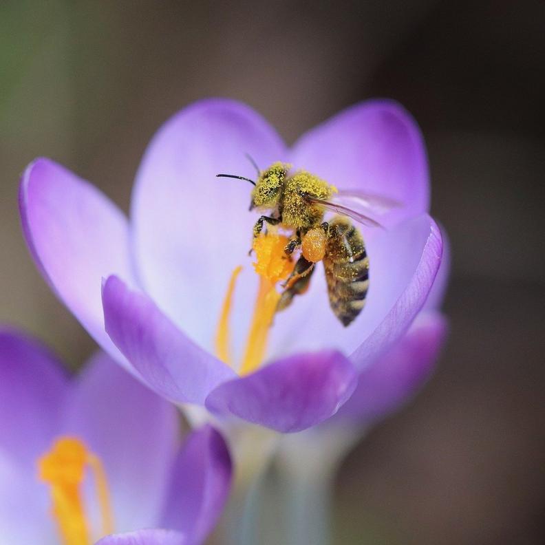 bee-on-crocus