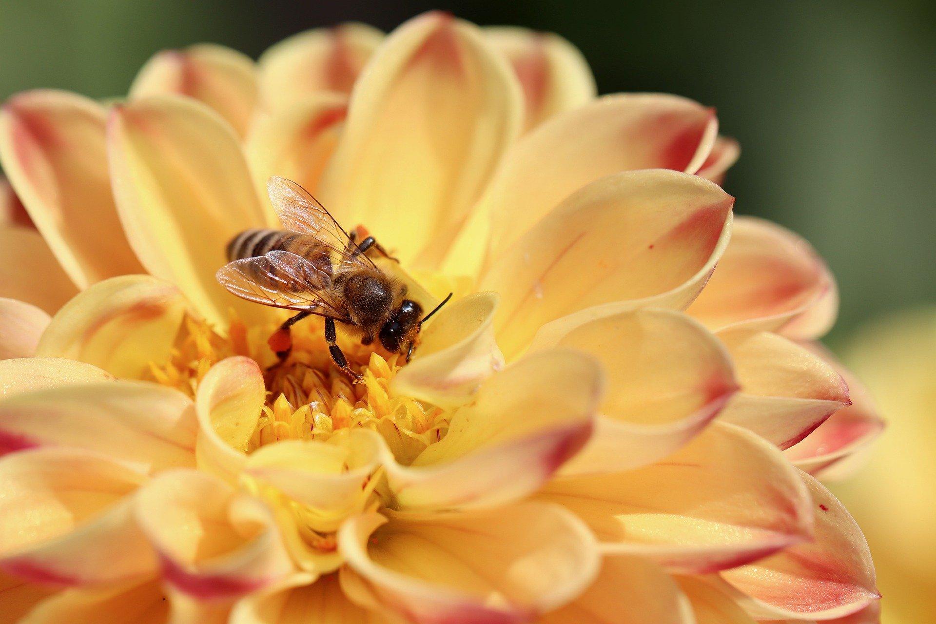 bee-on-dahlia