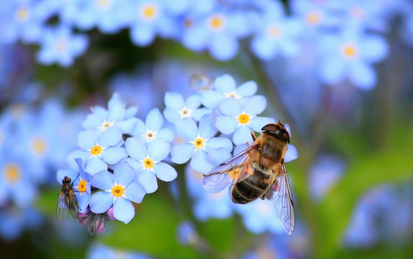 bee-on-forget-me-not