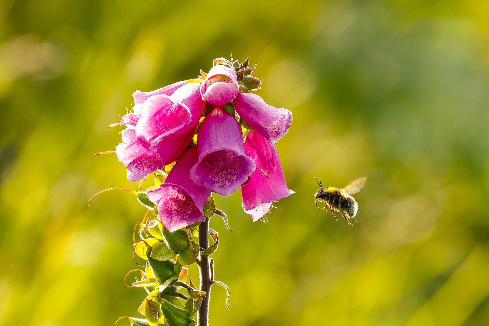 bee-on-foxglove