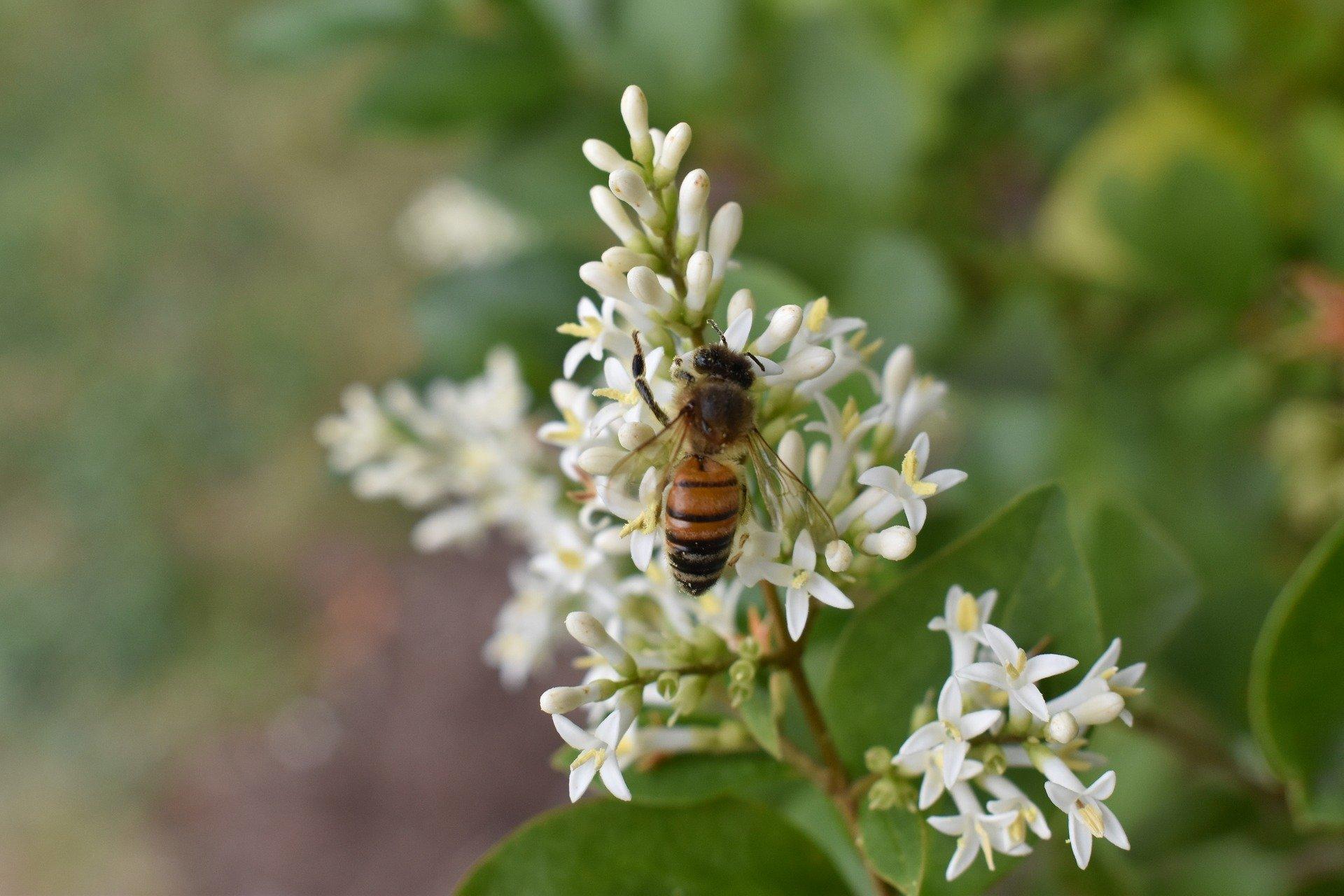 bee-on-honeysuckle