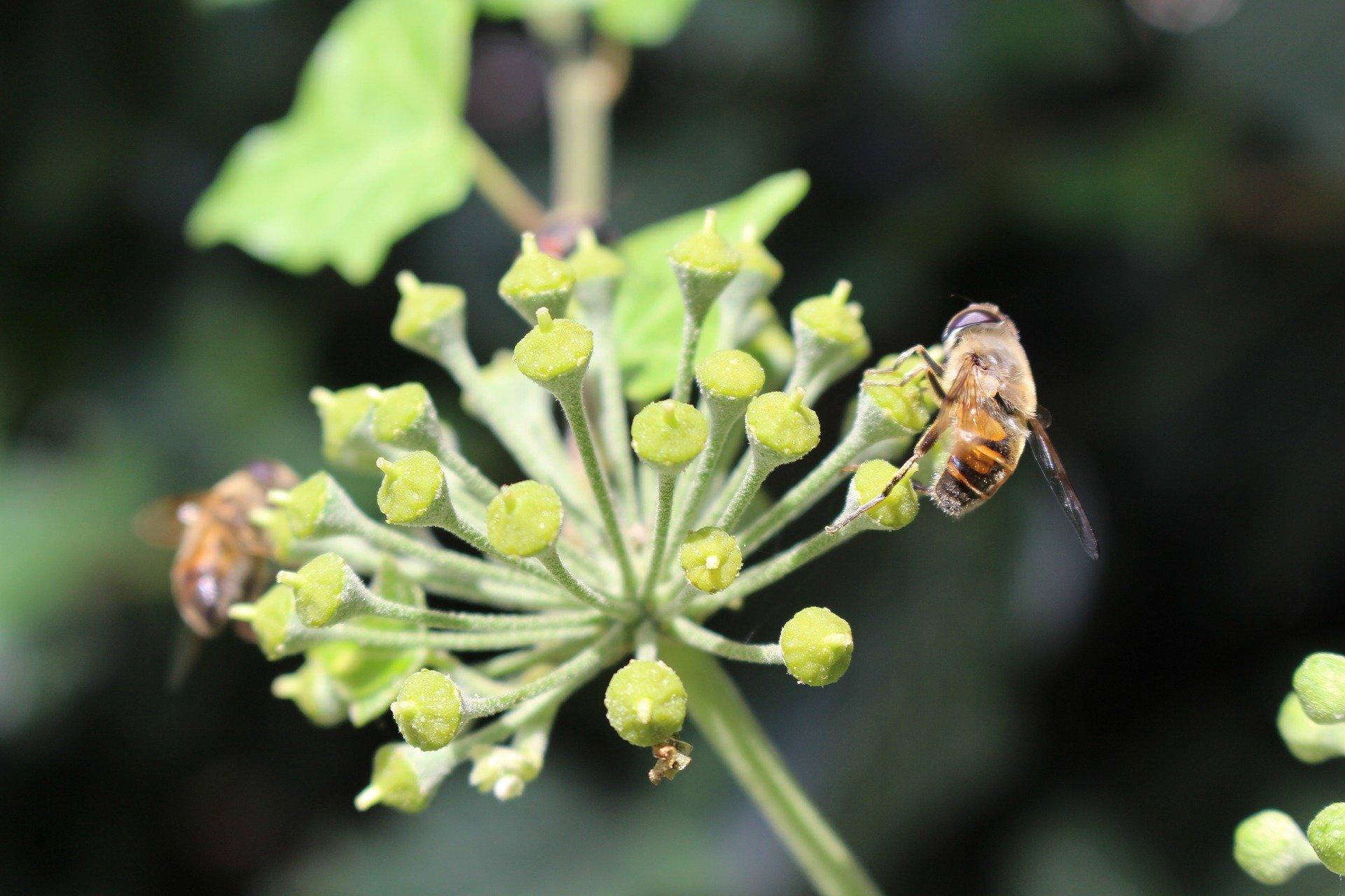 bee-on-ivy-winter
