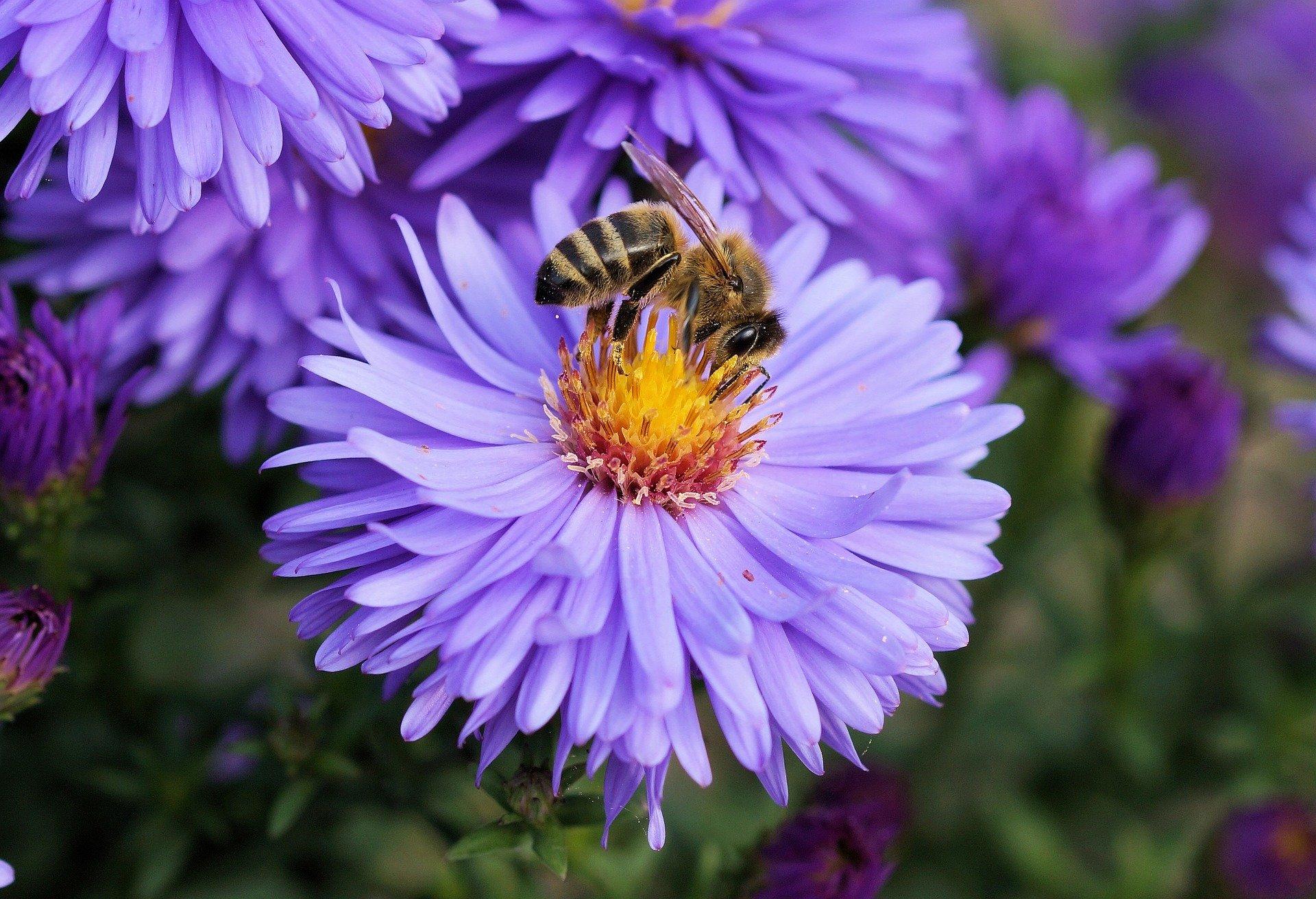 bee-on-purple-flower