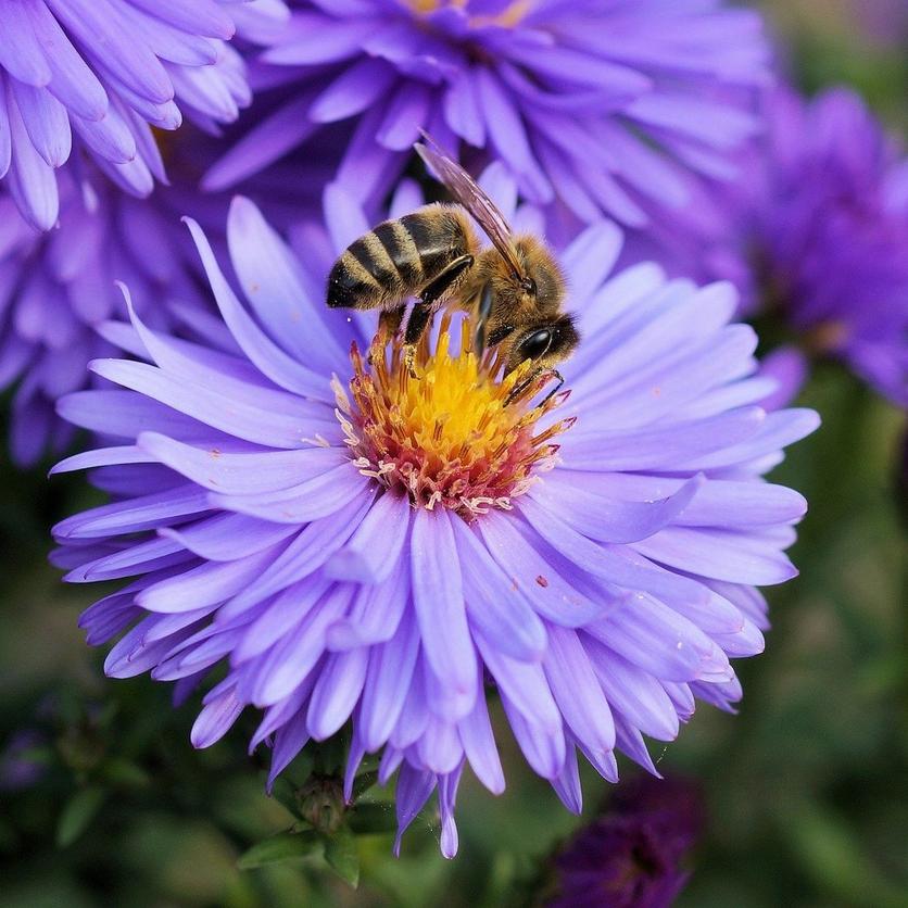 bee-on-purple-flower