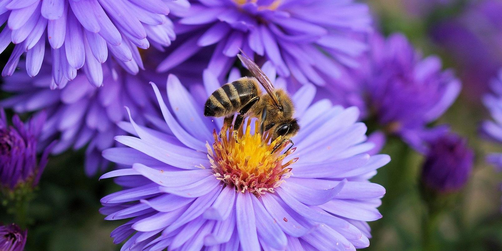 bee-on-purple-flower