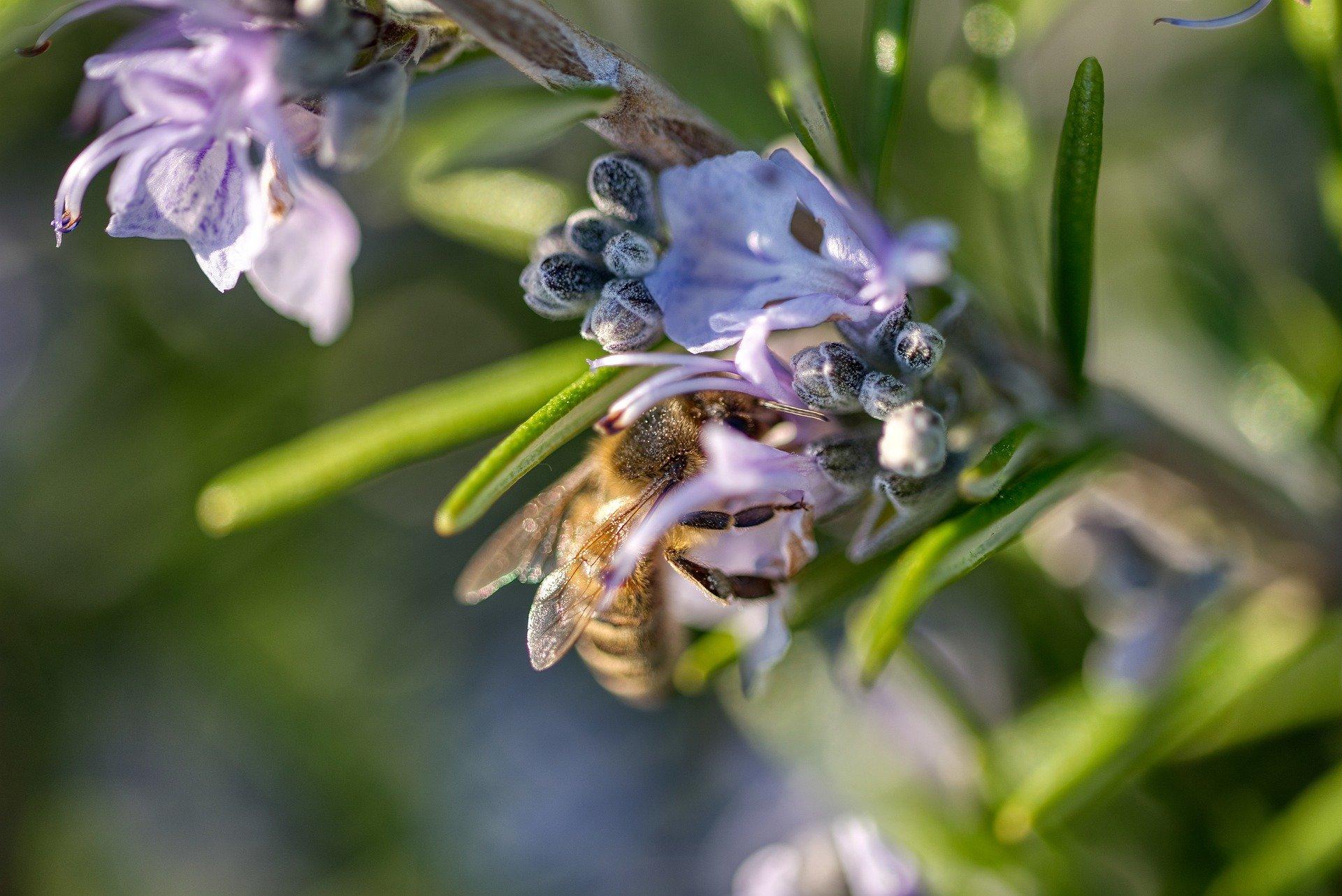 bee-on-rosemary