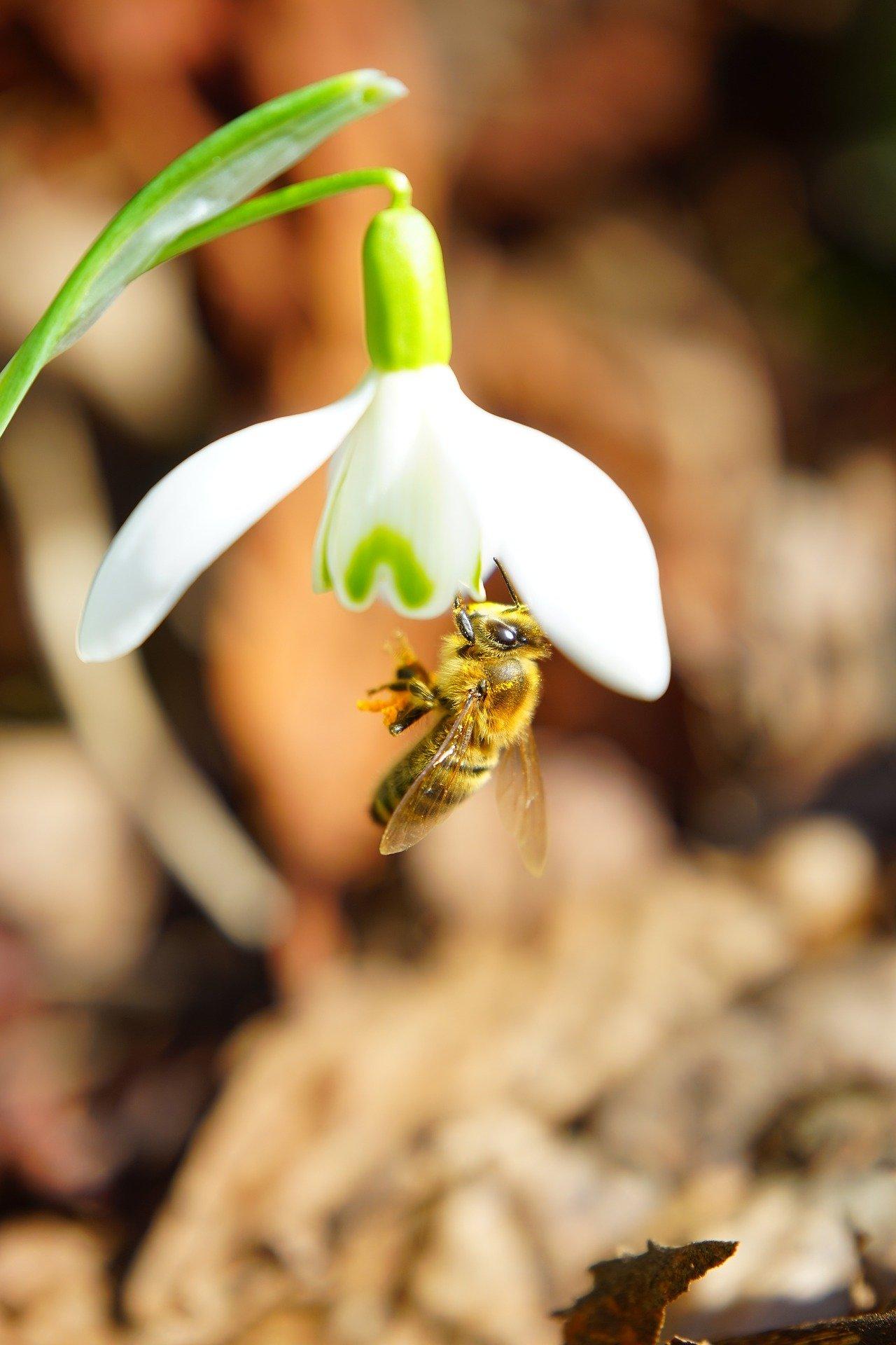 bee-on-snowdrop