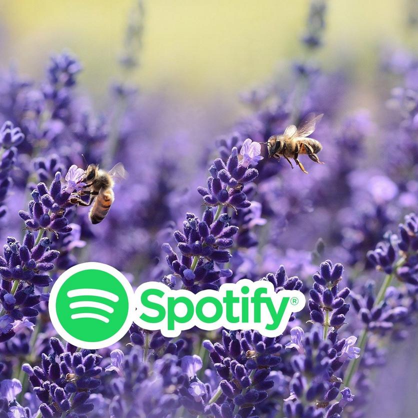 bee-sounds
