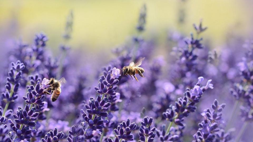 bees-on-lavender