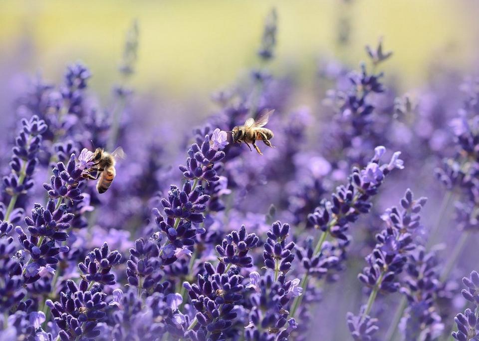 bees-on-lavender