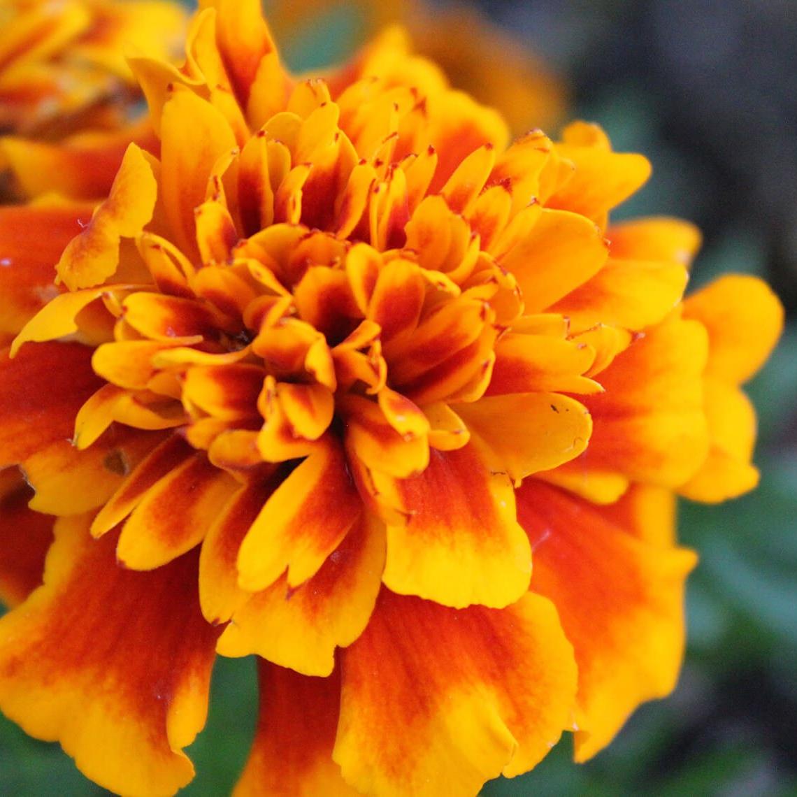 birthMonthFlowers_marigold