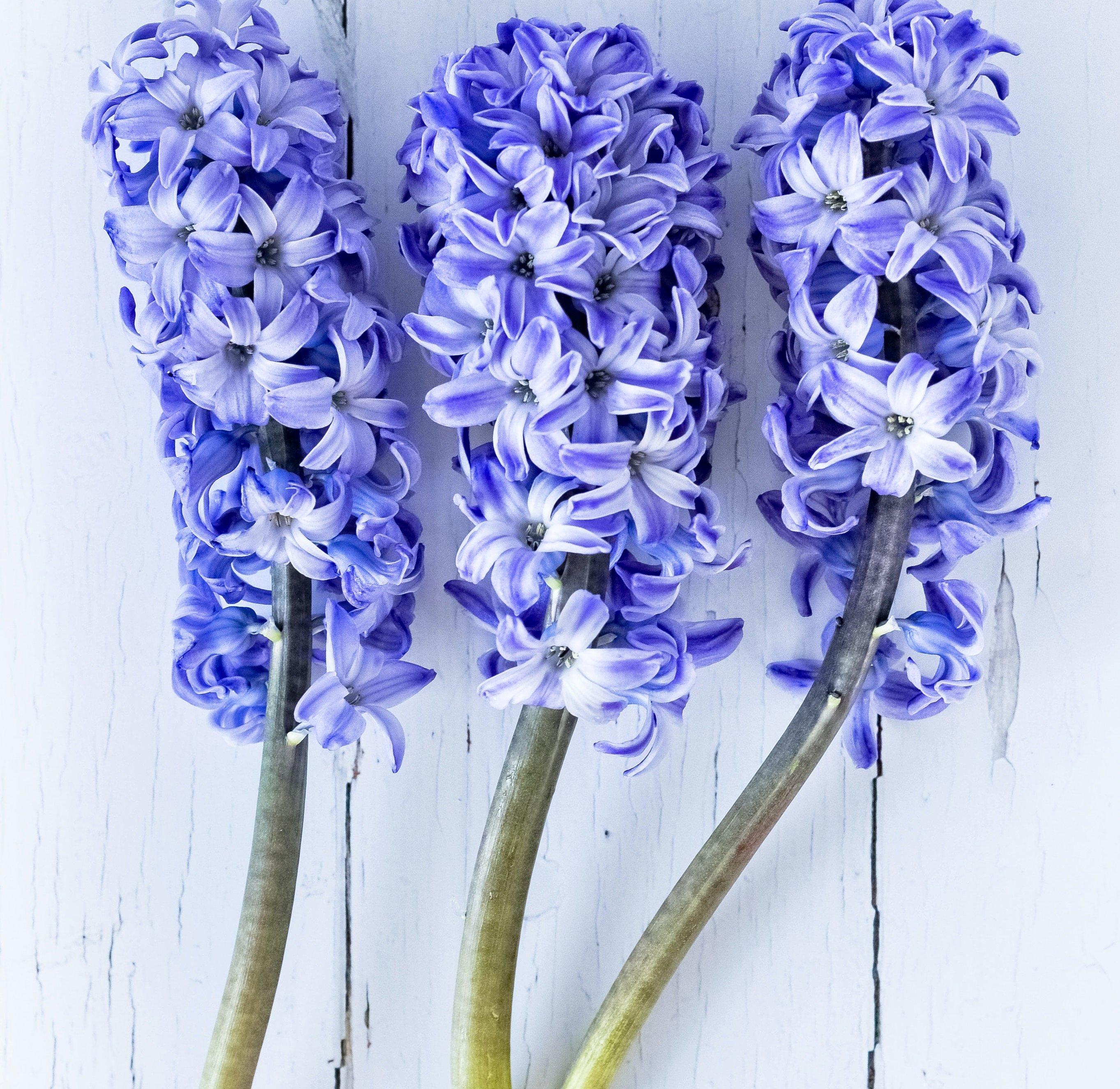 blue hyacinths
